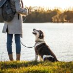 A Comprehensive Guide To Choosing The Right Dog Walking Bag