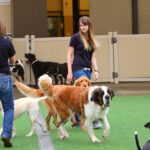 Trusted Dog Day Care at Healthy Hound Playground